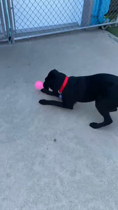 Enlarge Maverick, a Adoptable mixed breed in Cedar Rapids, IA video 3/6