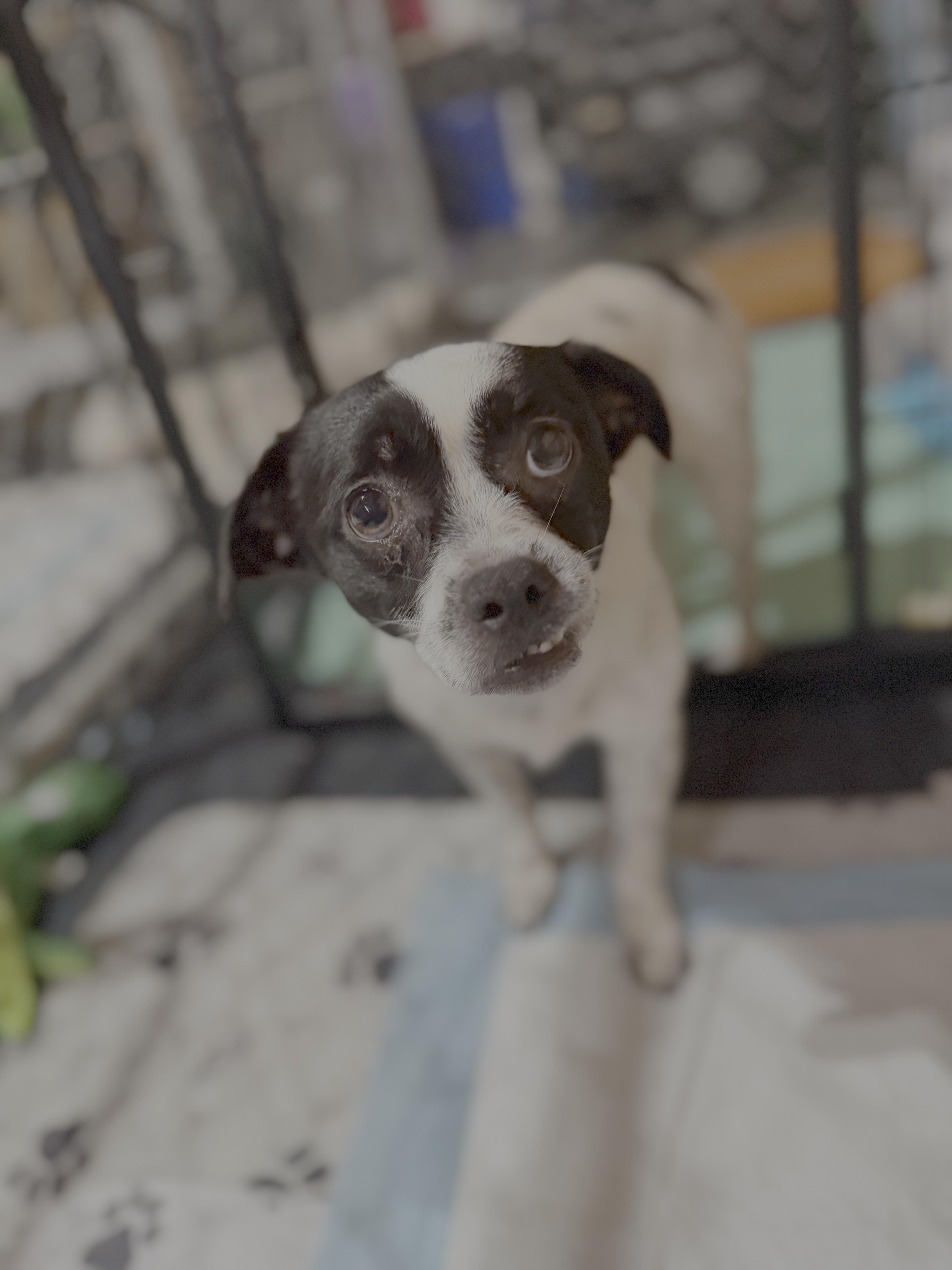 Speckles, Adoptable, Adult Male Chihuahua.