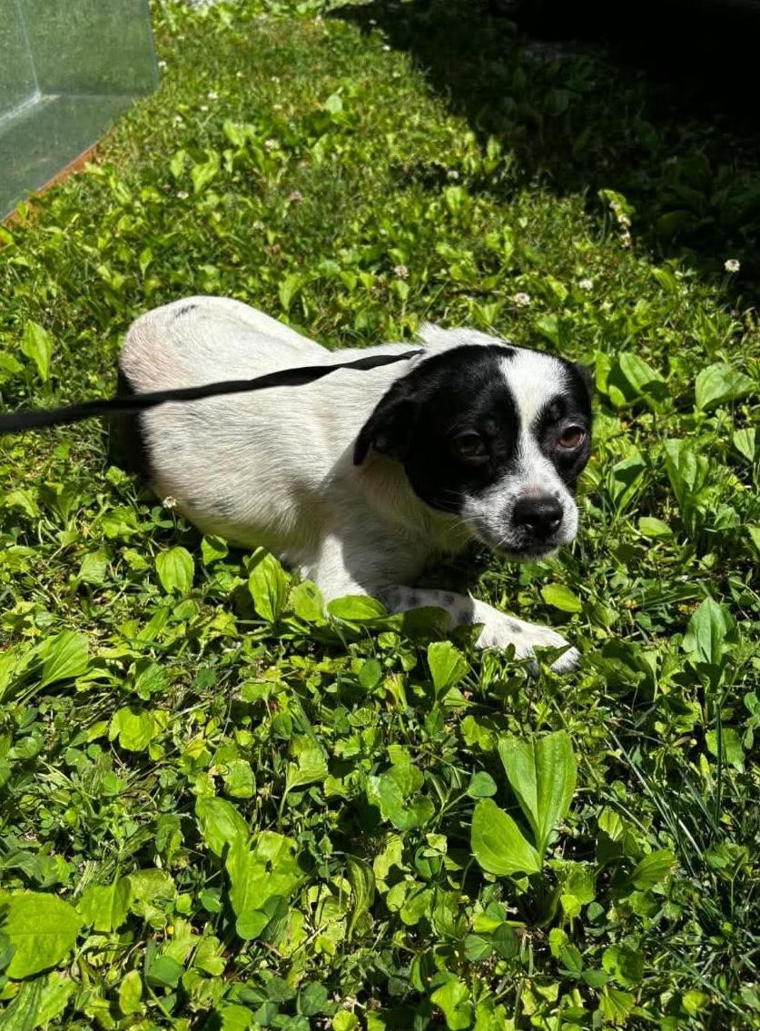Enlarge Speckles, a Adoptable Chihuahua in Knoxville, TN image 2/2