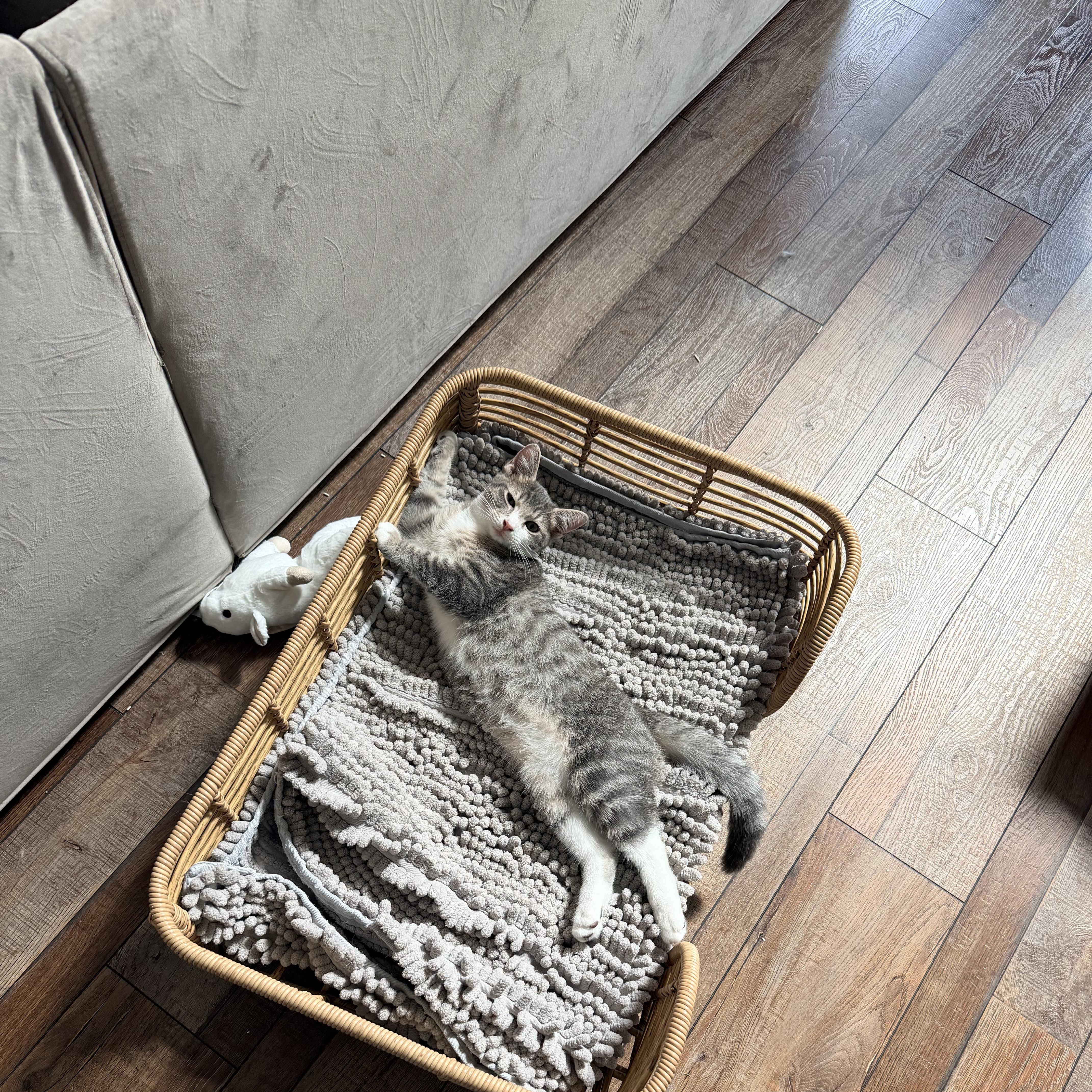 Enlarge Dogwood, a Adoptable Domestic Short Hair in Nashville, TN image 4/4