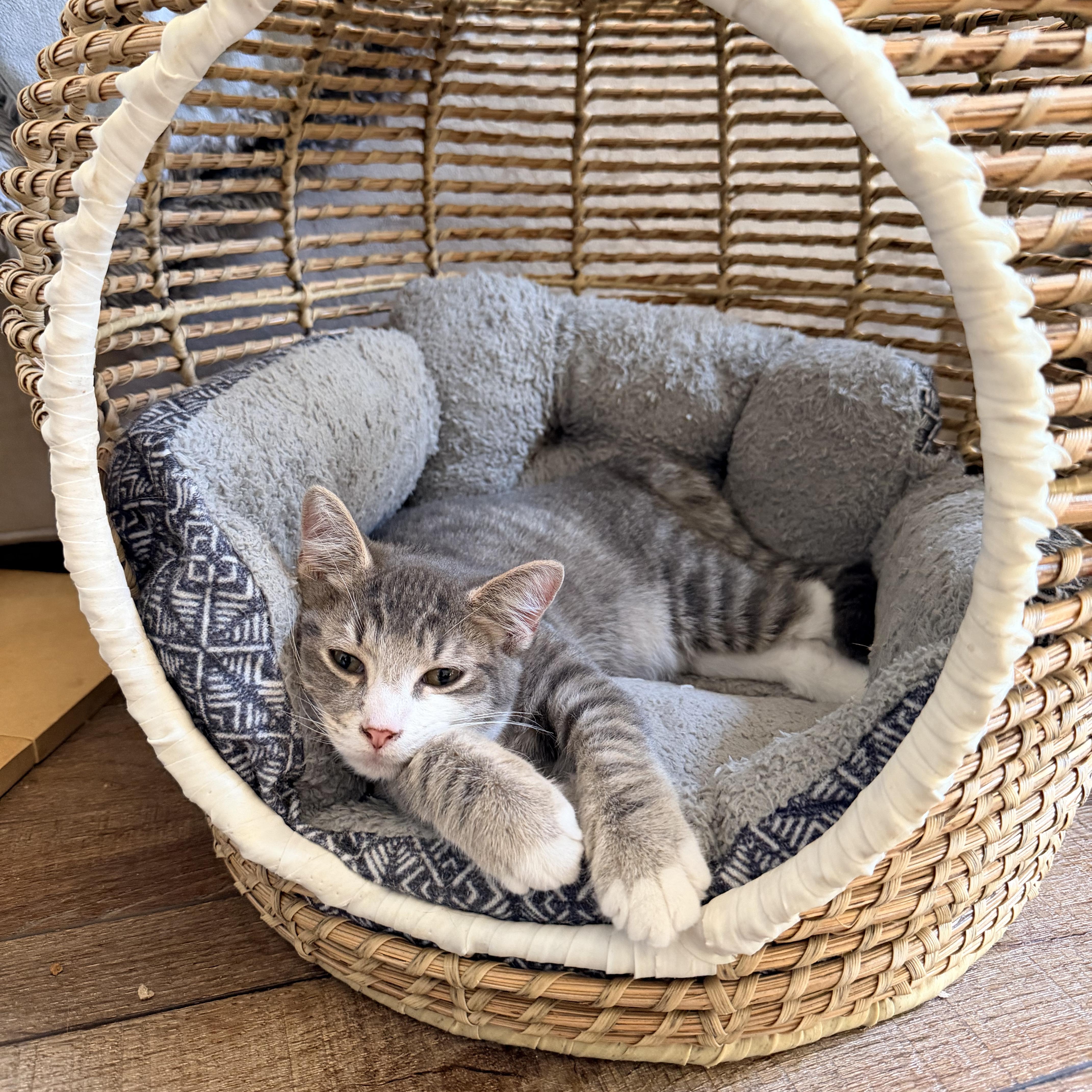 Dogwood, Adoptable, Young Male Domestic Short Hair.