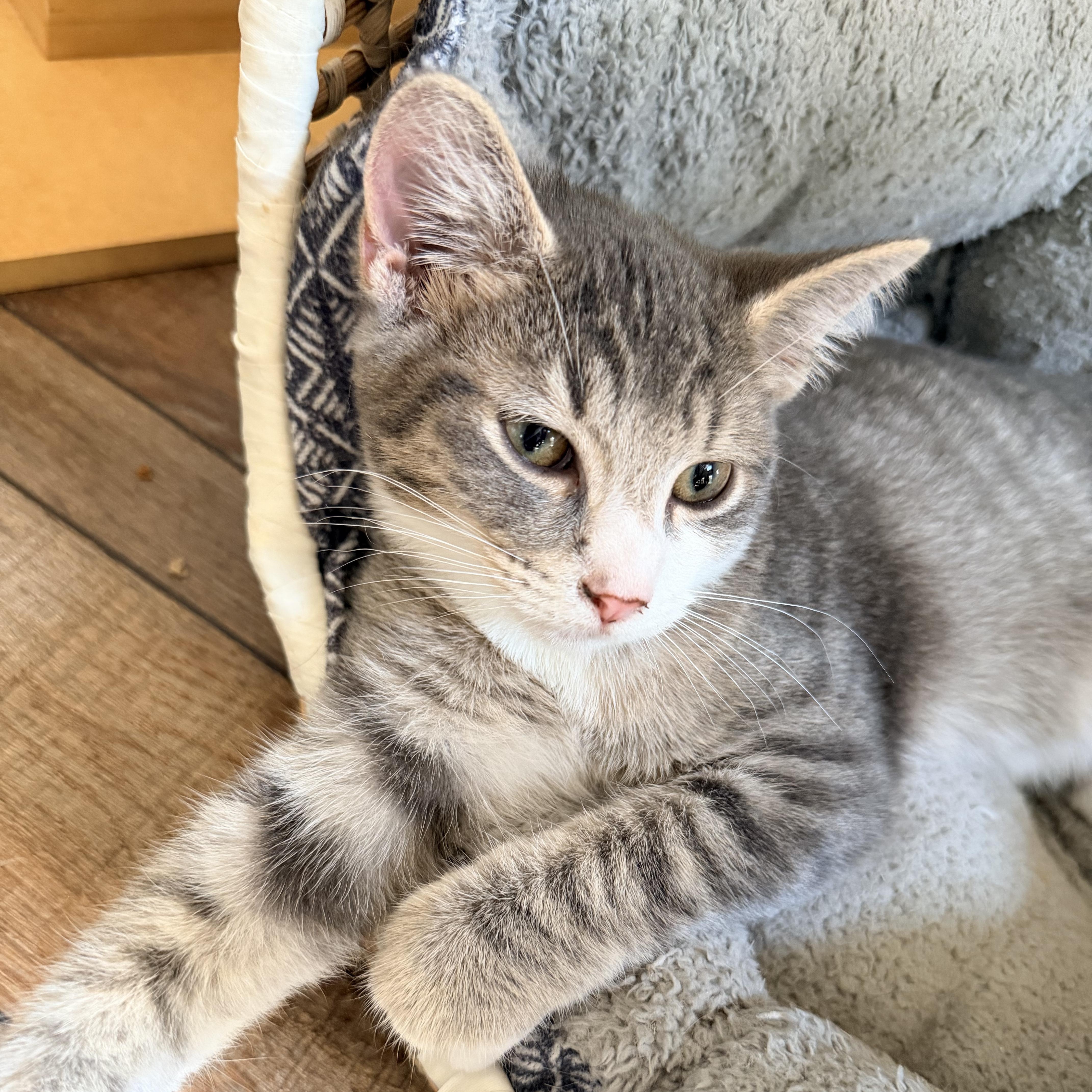 Enlarge Dogwood, a Adoptable Domestic Short Hair in Nashville, TN image 2/4