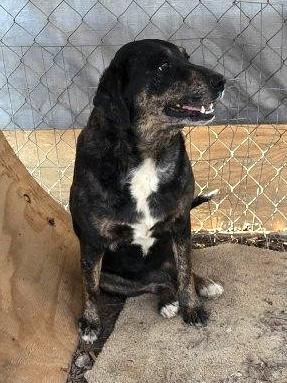 Molly, a Adoptable mixed breed in Cairo, GA image 2/3