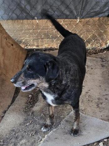 Molly, a Adoptable mixed breed in Cairo, GA image 3/3