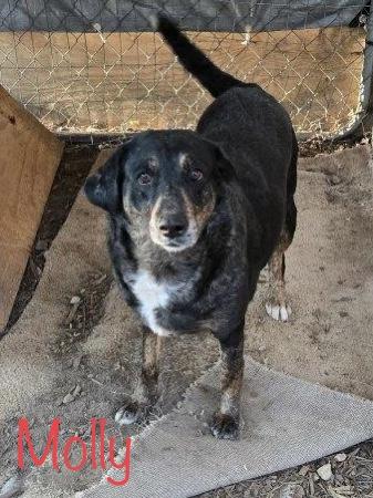 Molly, a Adoptable mixed breed in Cairo, GA image 1/3