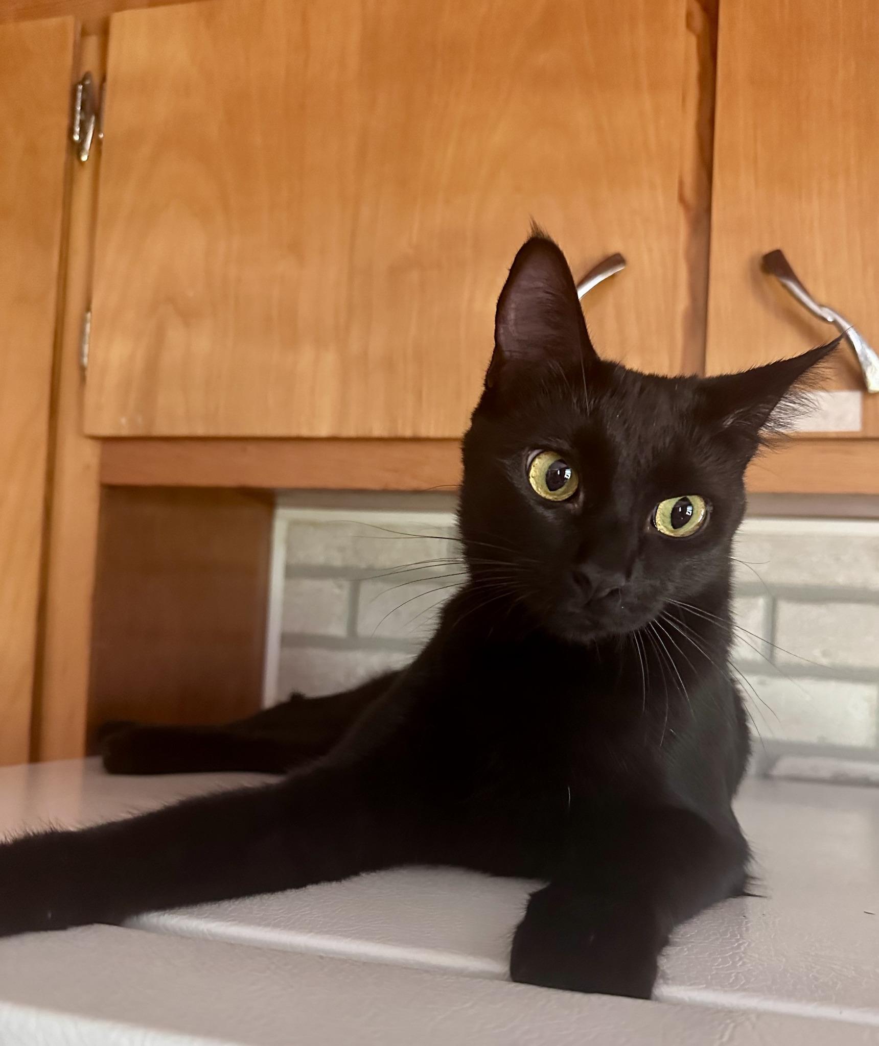 Gordita - At Adoption Center, Adoptable, Young Female Domestic Short Hair.