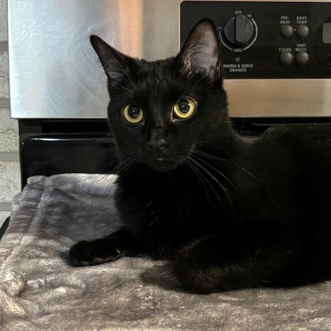 Gordita - At Adoption Center, a Adoptable Domestic Short Hair in Frankfort, IL image 2/6