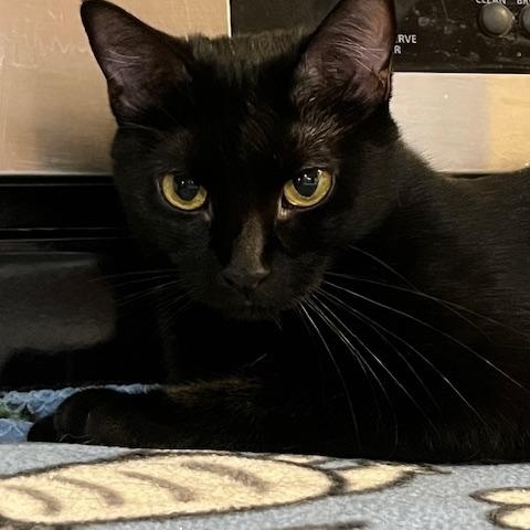 Gordita - At Adoption Center, a Adoptable Domestic Short Hair in Frankfort, IL image 3/6