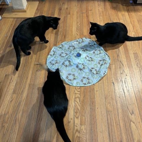 Gordita - At Adoption Center, a Adoptable Domestic Short Hair in Frankfort, IL image 4/6