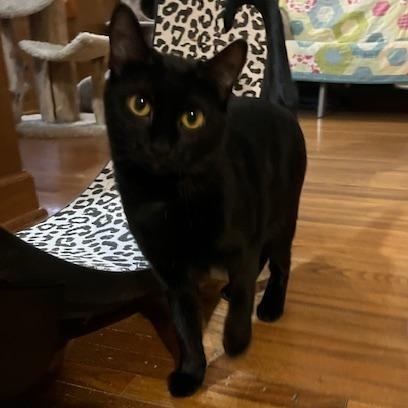 Gordita - At Adoption Center, a Adoptable Domestic Short Hair in Frankfort, IL image 5/6