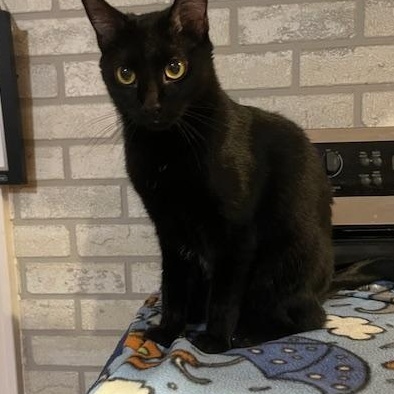 Gordita - At Adoption Center, a Adoptable Domestic Short Hair in Frankfort, IL image 6/6