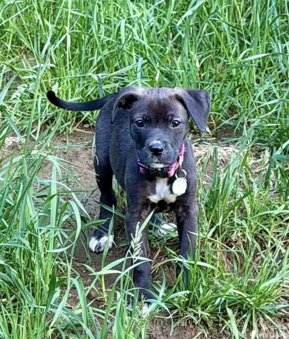 Ally, a ADOPTABLE Mixed Breed in Randolph Center, VT image 5/6