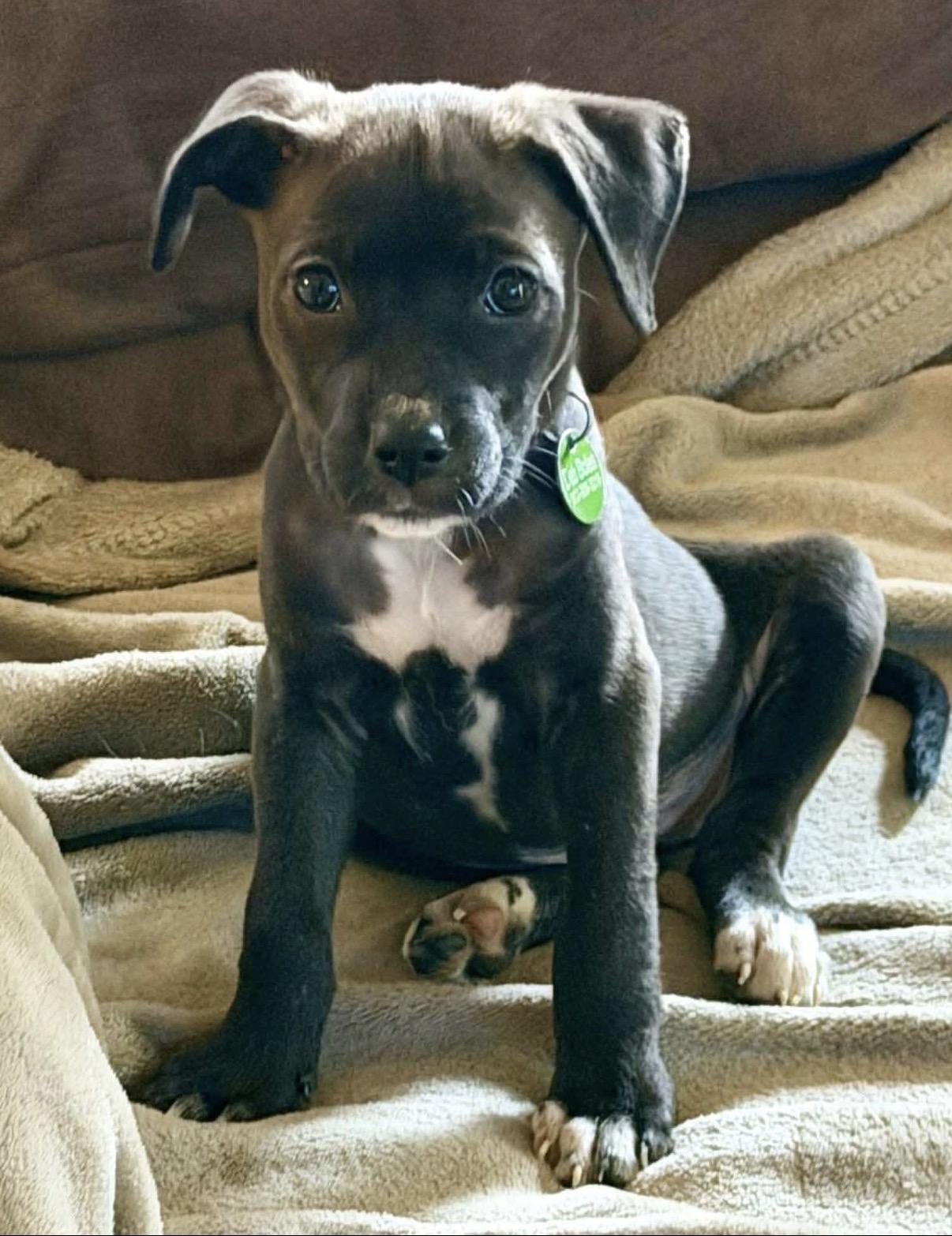 Ally, a ADOPTABLE Mixed Breed in Randolph Center, VT image 3/6