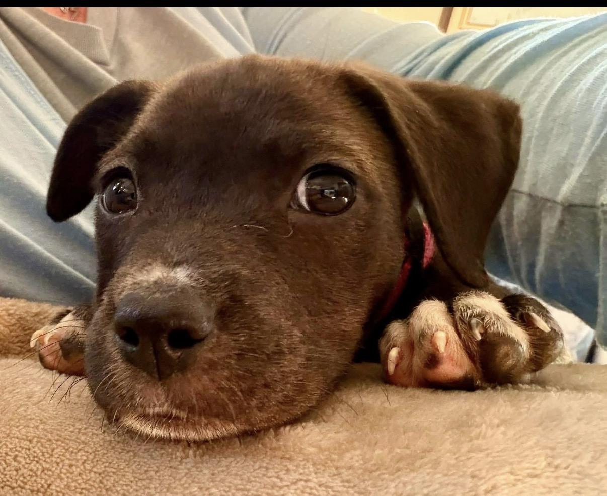 Ally, a ADOPTABLE Mixed Breed in Randolph Center, VT image 2/6
