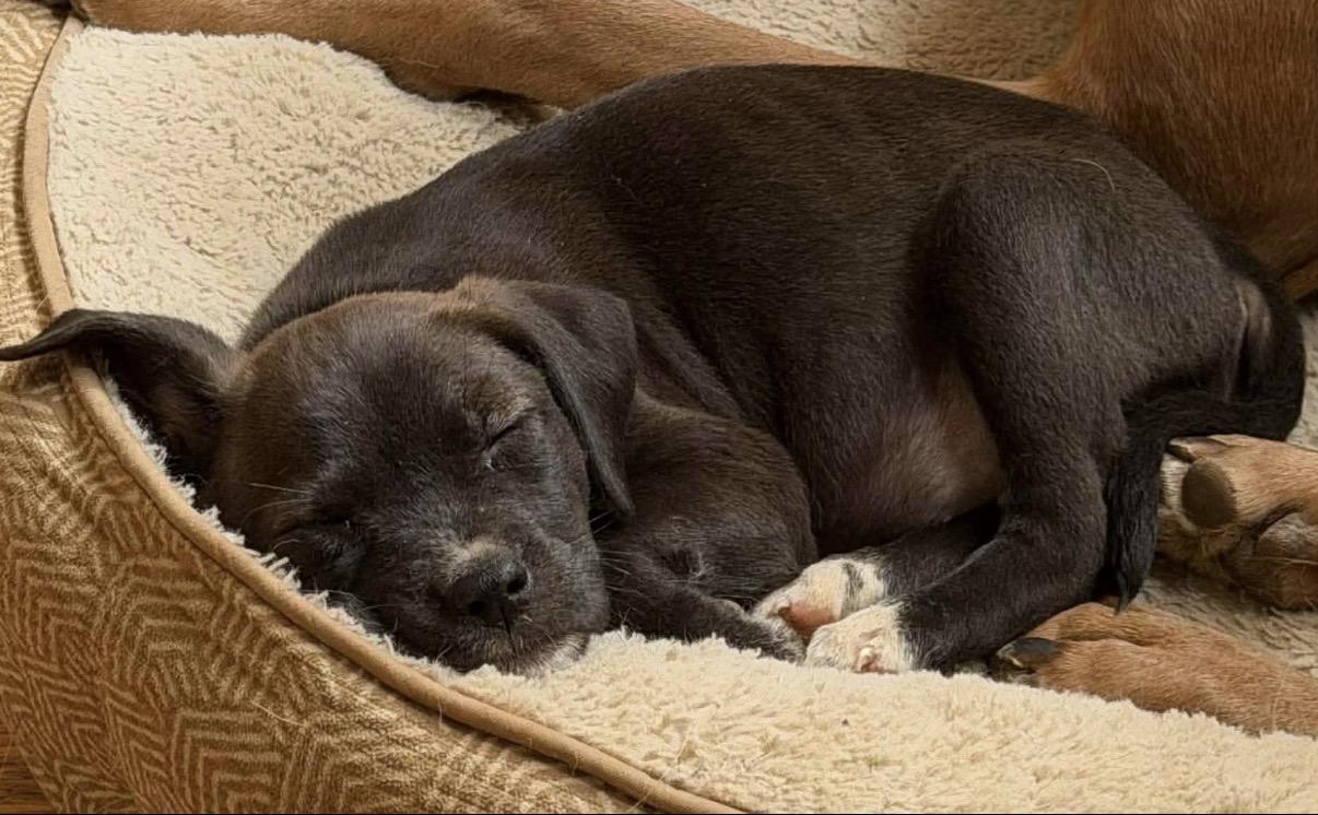 Ally, a ADOPTABLE Mixed Breed in Randolph Center, VT image 1/6