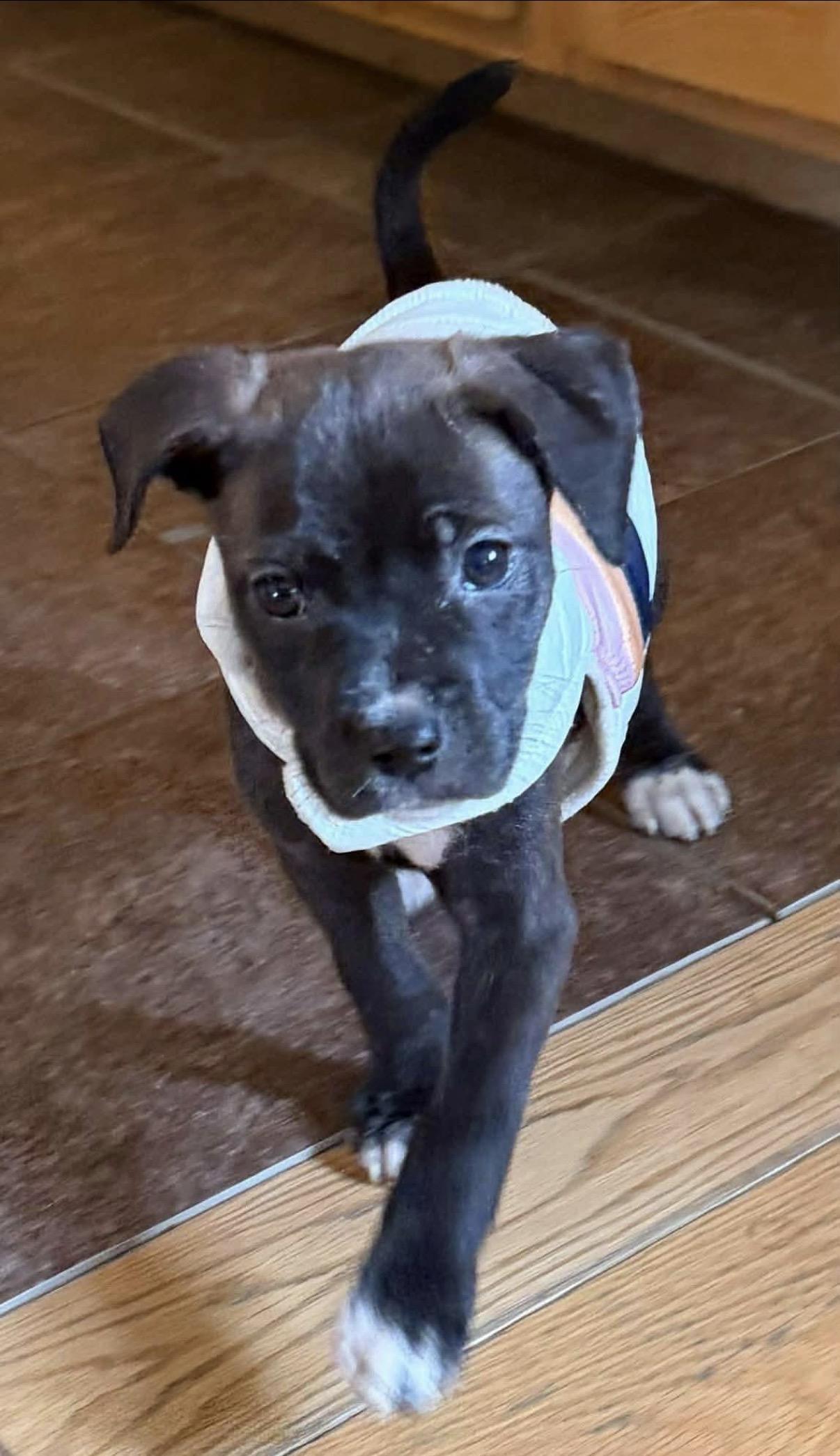Ally, a ADOPTABLE Mixed Breed in Randolph Center, VT image 6/6