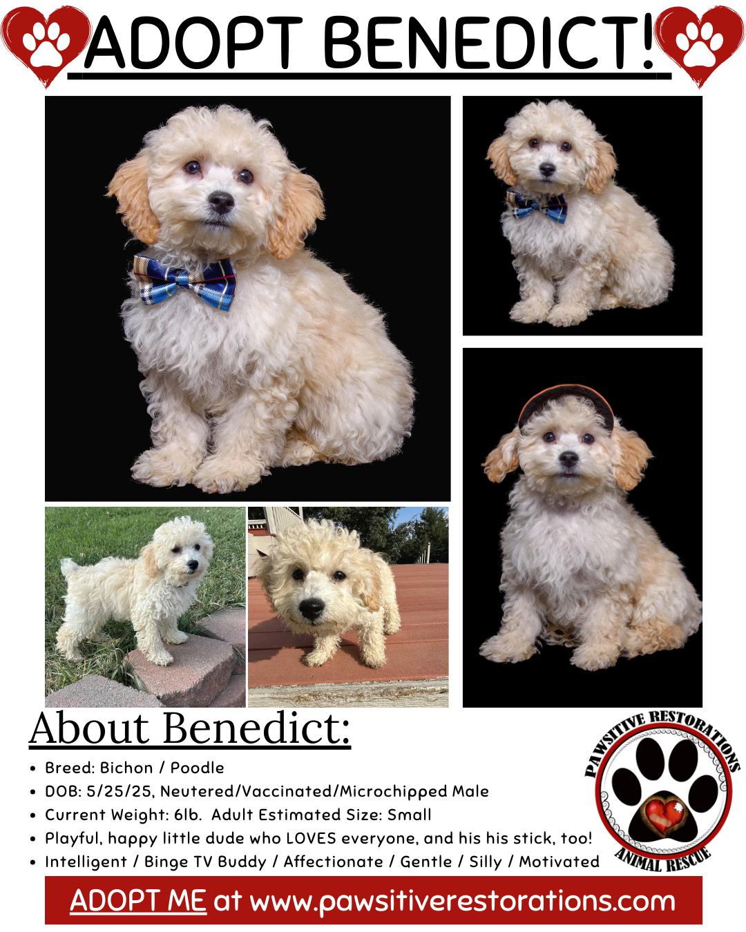 BENEDICT, a Adopted mixed breed in Aurora, CO image 2/4