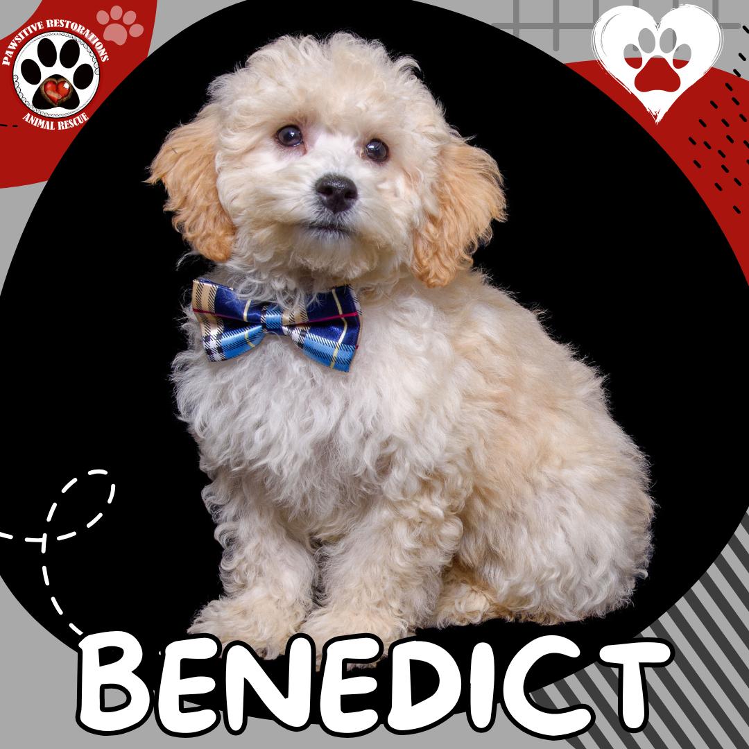 BENEDICT, a Adopted mixed breed in Aurora, CO image 3/4