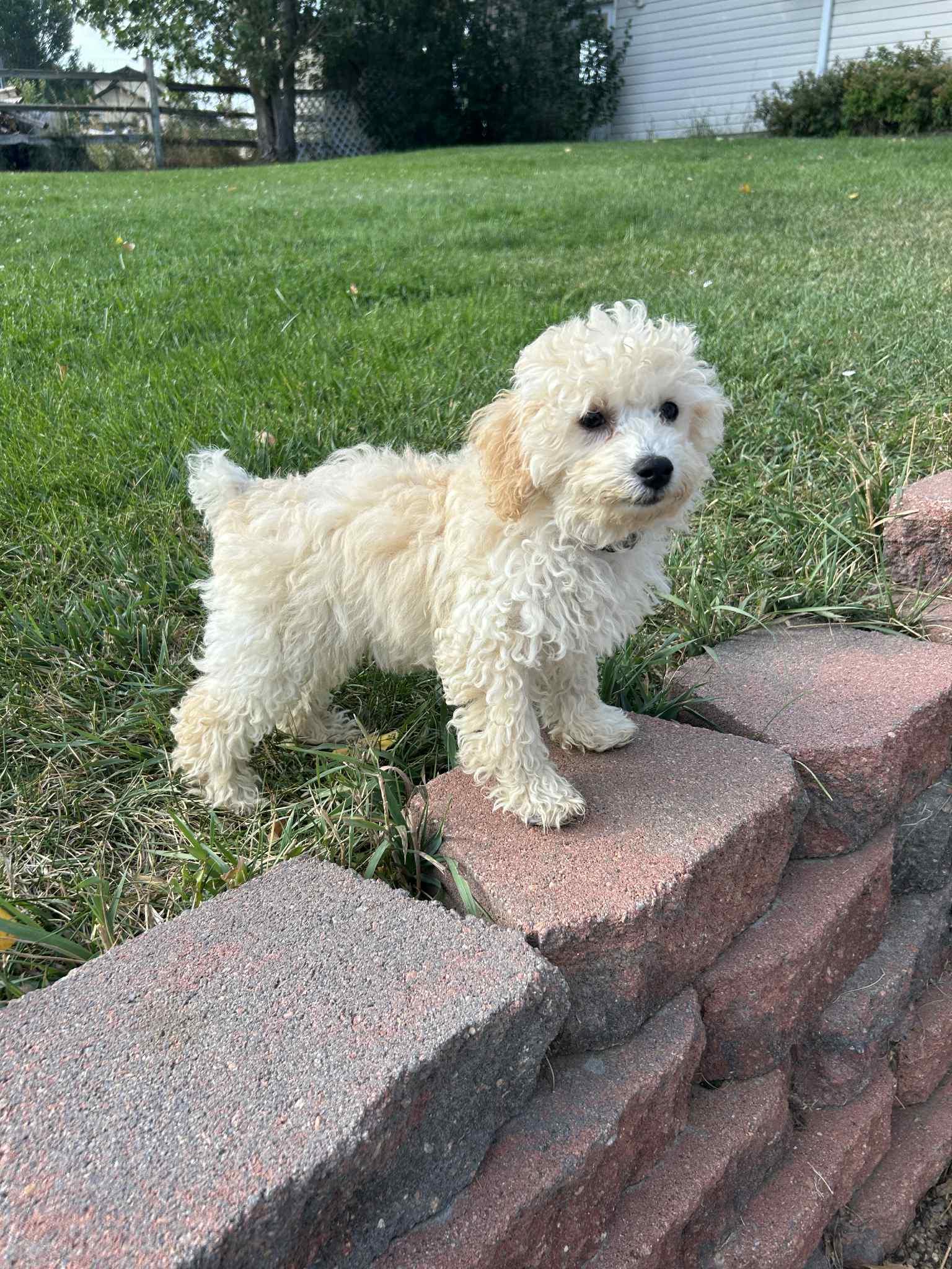 BENEDICT, a Adopted mixed breed in Aurora, CO image 4/4