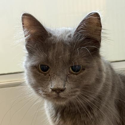 Violet, adopted, Adult Female Domestic Short Hair.