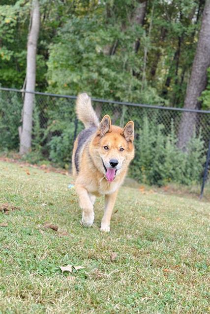 PONCHO, Adoptable, Adult Male German Shepherd Dog & Mixed Breed.