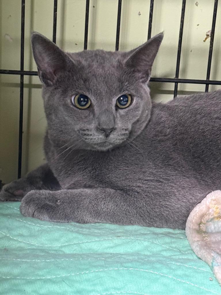 Sea Bass (Pisces), Adopted, Kitten Male Domestic Short Hair.