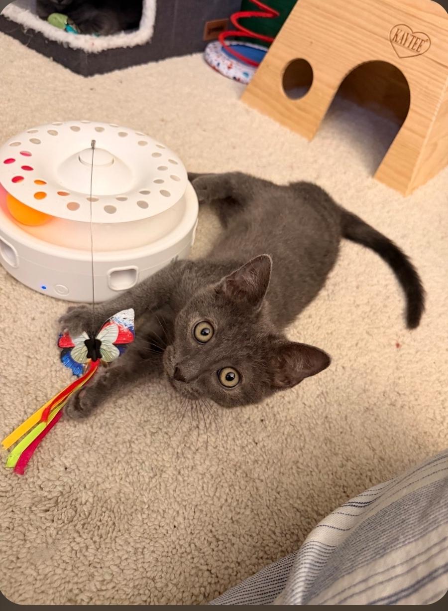 Enlarge Cloud (Blue Collar), an adopted Domestic Short Hair in Mission Viejo, CA image 1/1