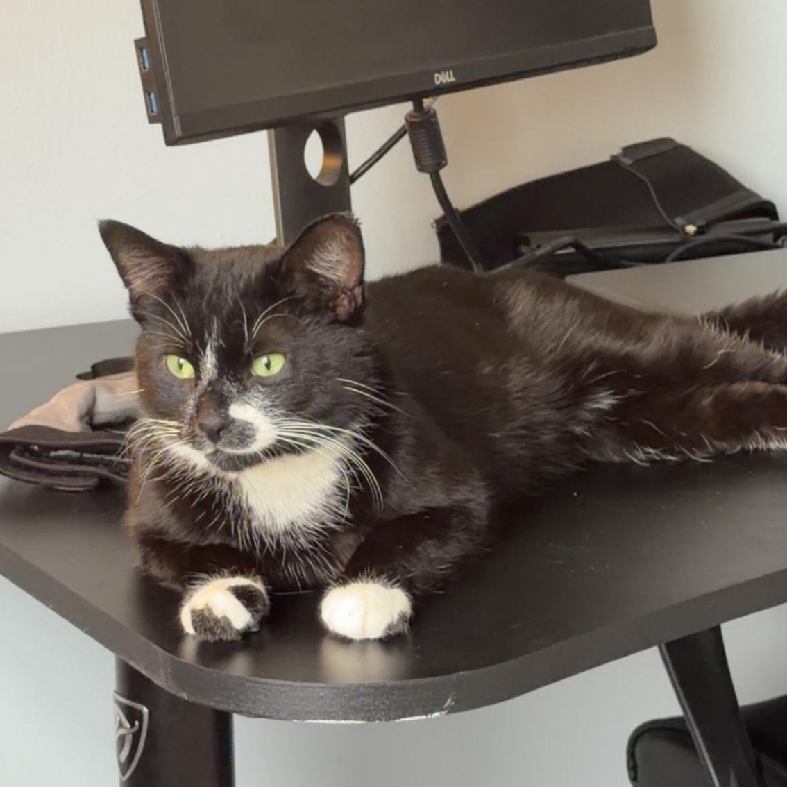 Melshi, an adoptable Domestic Short Hair in Rochester Hills, MI image 1/5