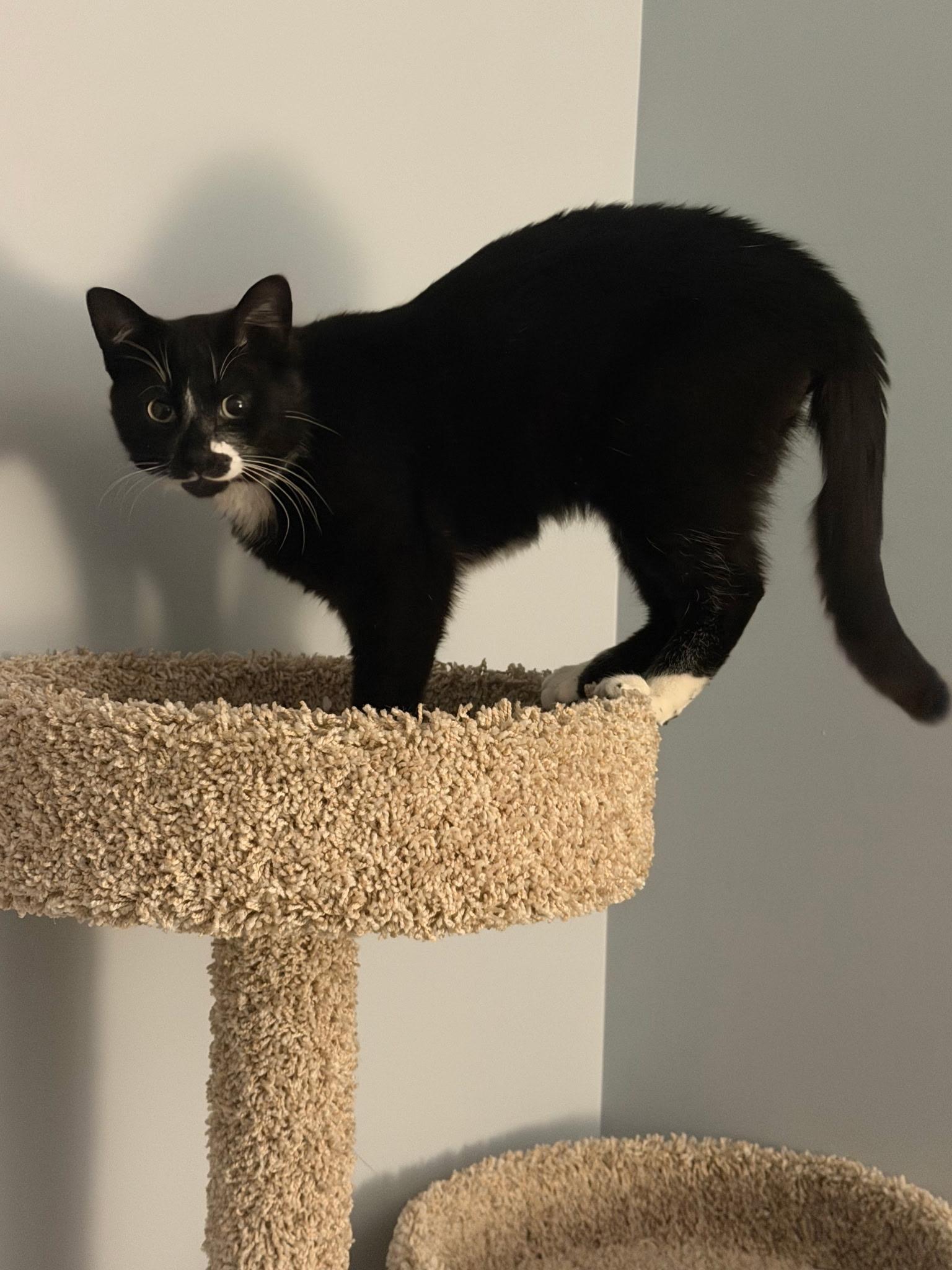Melshi, an adoptable Domestic Short Hair in Rochester Hills, MI image 5/5