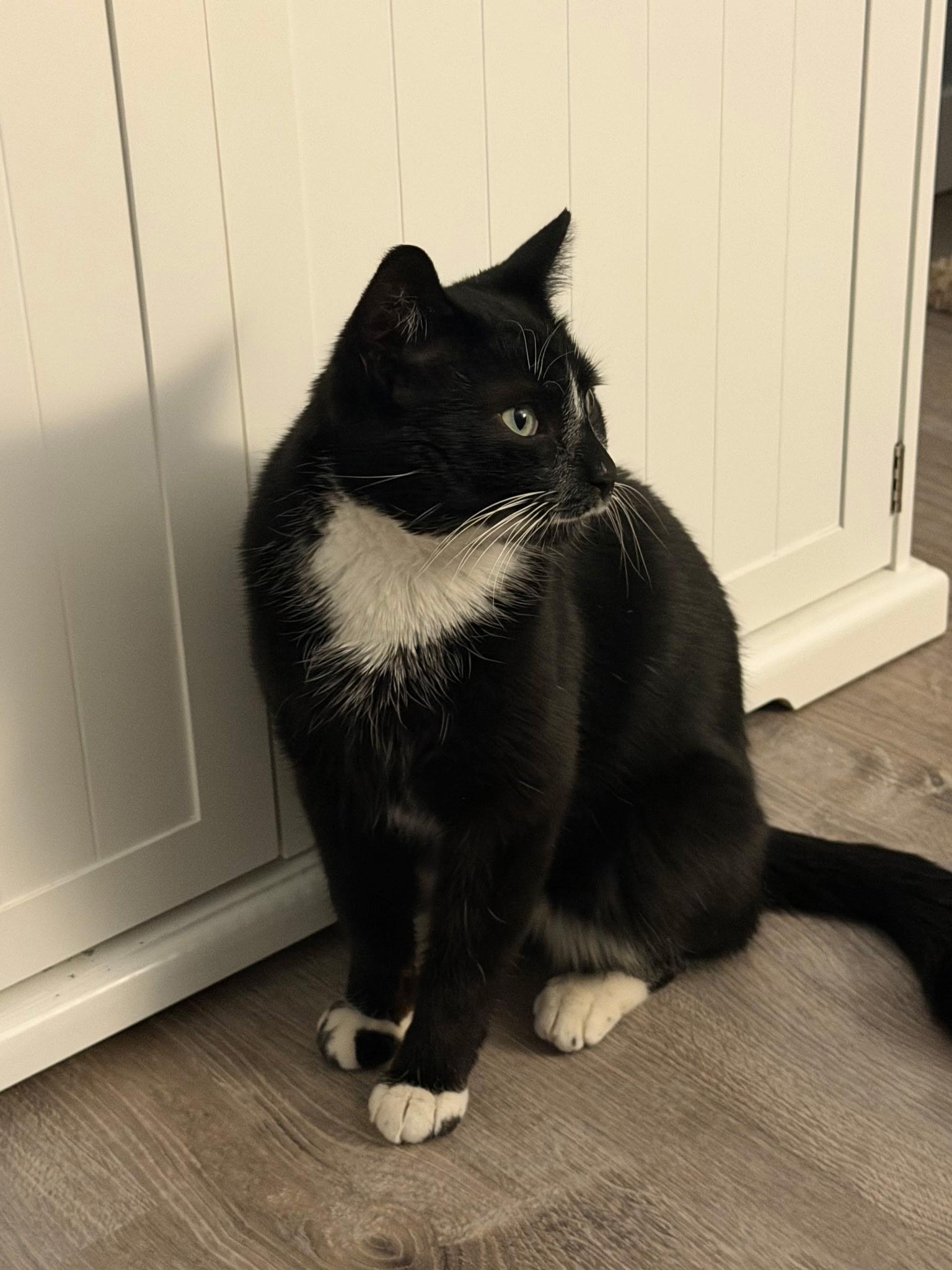 Melshi, an adoptable Domestic Short Hair in Rochester Hills, MI image 3/5