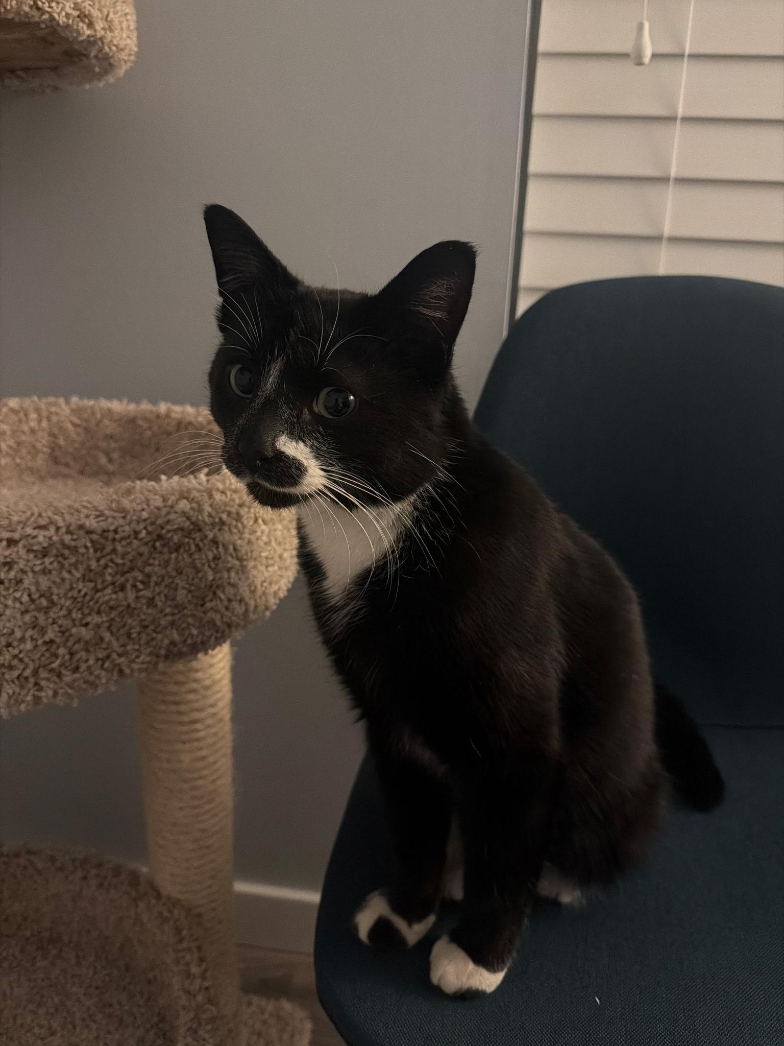 Melshi, an adoptable Domestic Short Hair in Rochester Hills, MI image 4/5