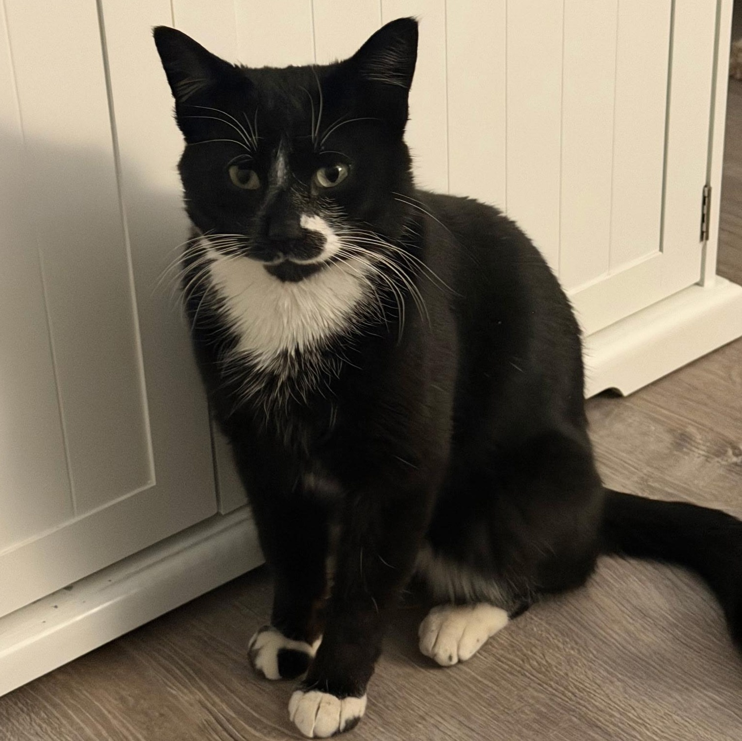 Melshi, an adoptable Domestic Short Hair in Rochester Hills, MI image 2/5