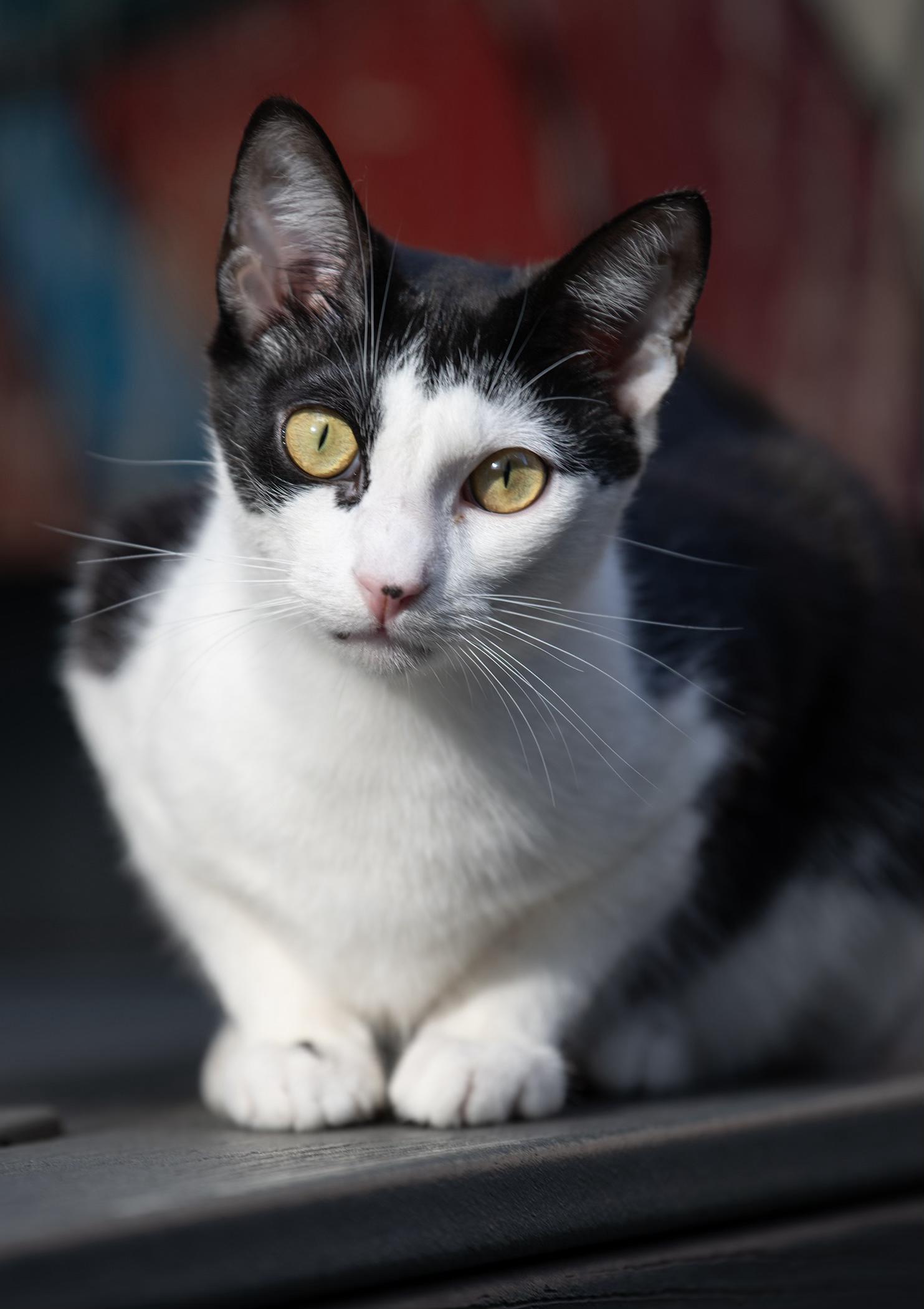 Giuseppe, Adoptable, Young Male Domestic Short Hair.