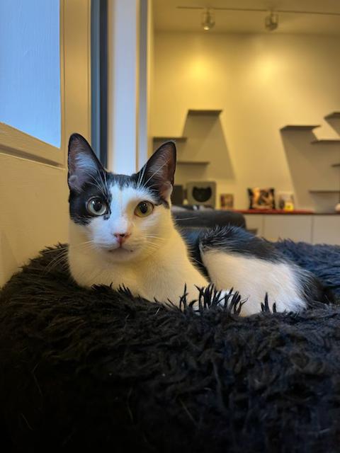 Giuseppe, a Adoptable Domestic Short Hair in New York, NY image 5/5