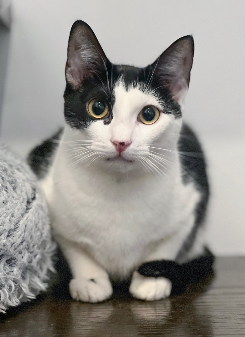 Giuseppe, a Adoptable Domestic Short Hair in New York, NY image 2/5