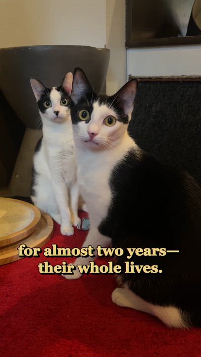 Enlarge Giuseppe, a Adoptable Domestic Short Hair in New York, NY video 3/5