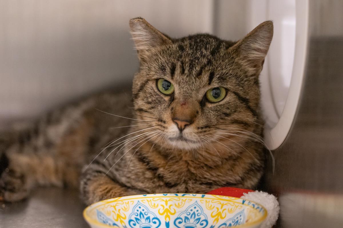 Bolton, Adoptable, Adult Male Domestic Short Hair.