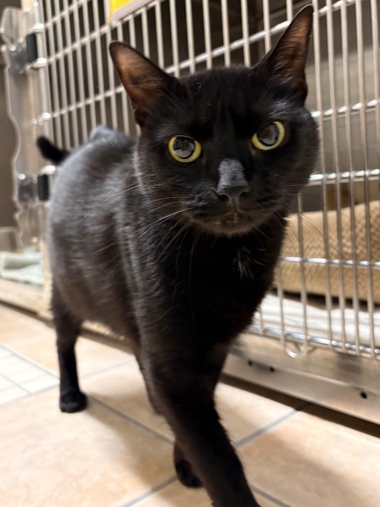 Squishy, Adoptable, Young Female Domestic Short Hair.