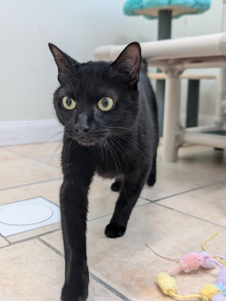 Squishy, a Adoptable mixed breed in Fall River, MA image 2/5