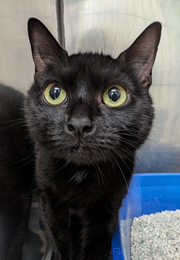 Squishy, a Adoptable mixed breed in Fall River, MA image 3/5