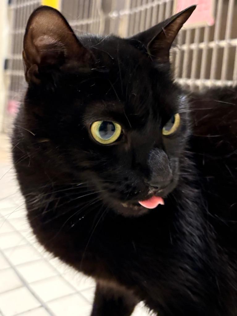 Squishy, a Adoptable mixed breed in Fall River, MA image 4/5
