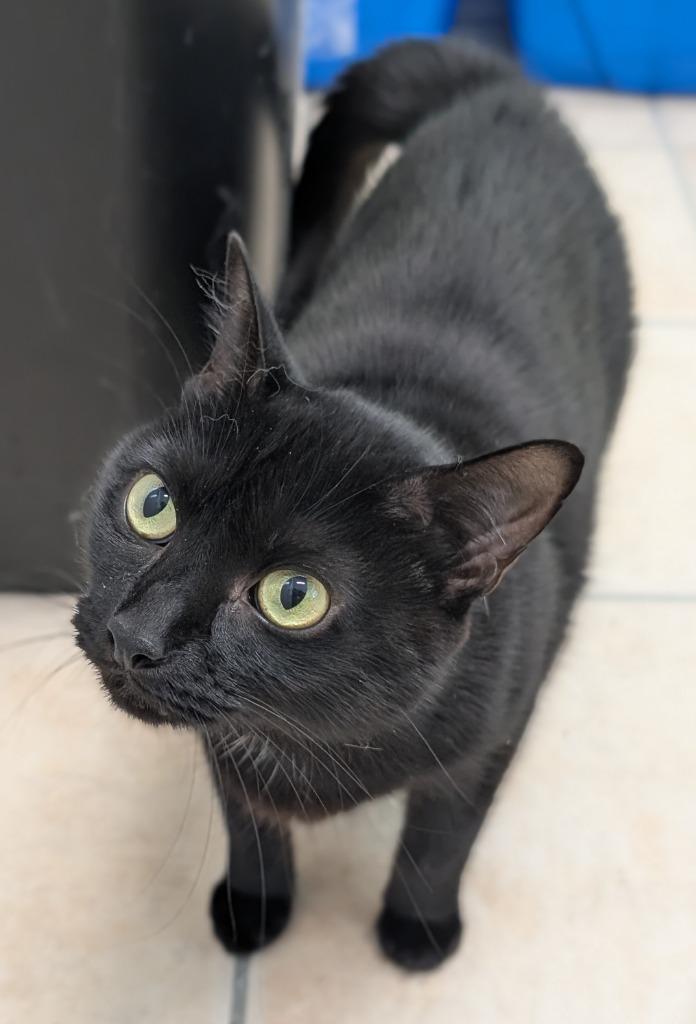 Squishy, a Adoptable mixed breed in Fall River, MA image 5/5