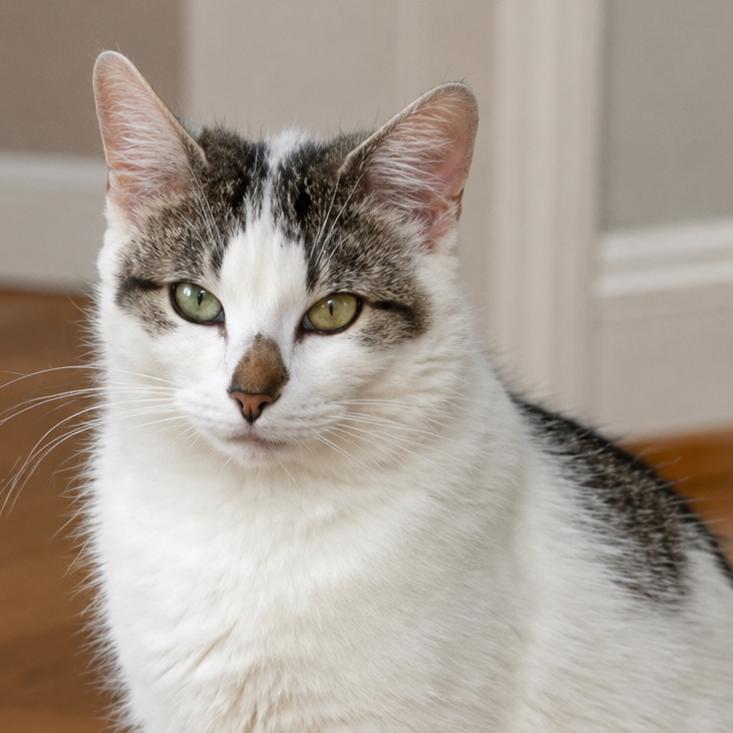 Regina, Adoptable, Young Female Domestic Short Hair.
