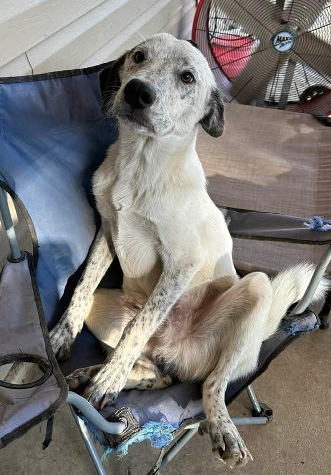 Kash, an adoptable English Setter & Australian Cattle Dog / Blue Heeler Mix in Walker, LA_image-1