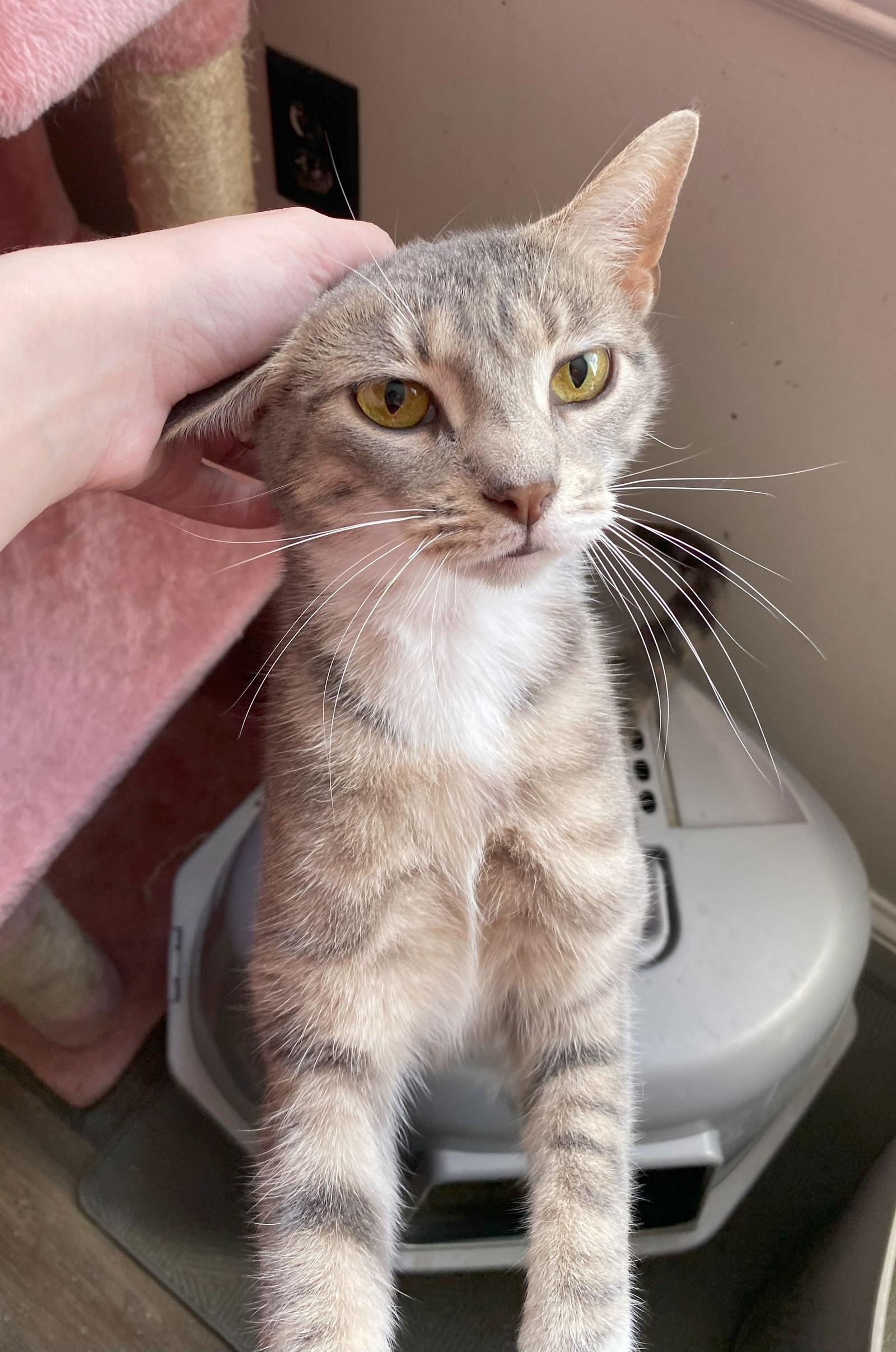 Mystique, Adoptable, Adult Female Domestic Short Hair & Tabby.