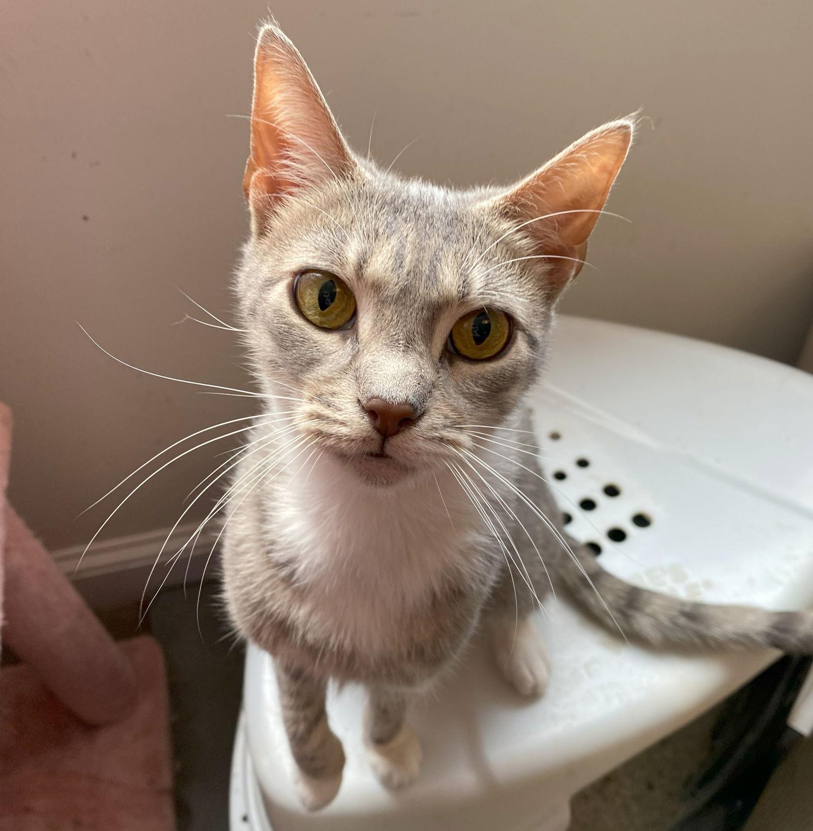 Enlarge Mystique, a Adoptable mixed breed in Gettysburg, PA image 2/3