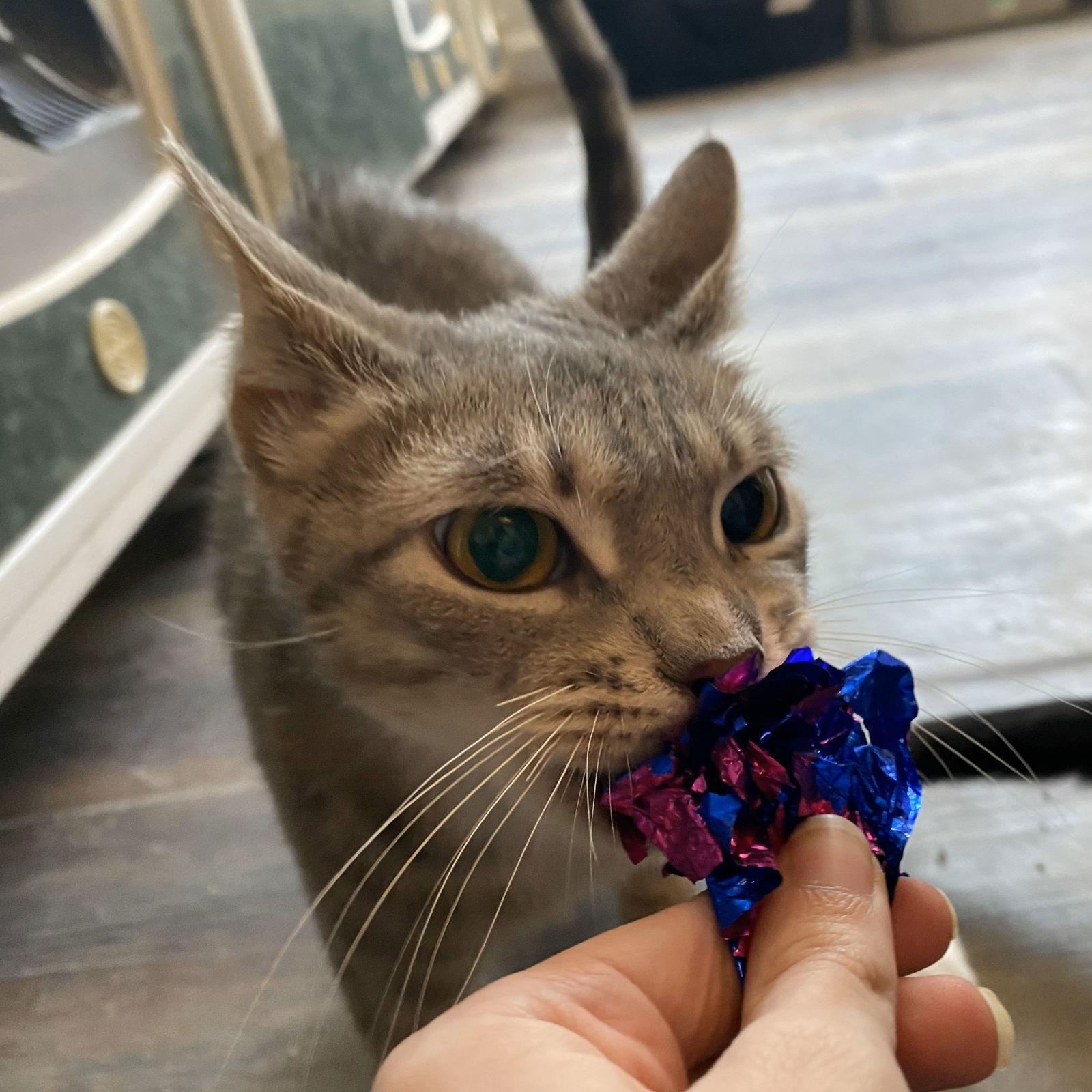 Enlarge Mystique, a Adoptable mixed breed in Gettysburg, PA image 3/3