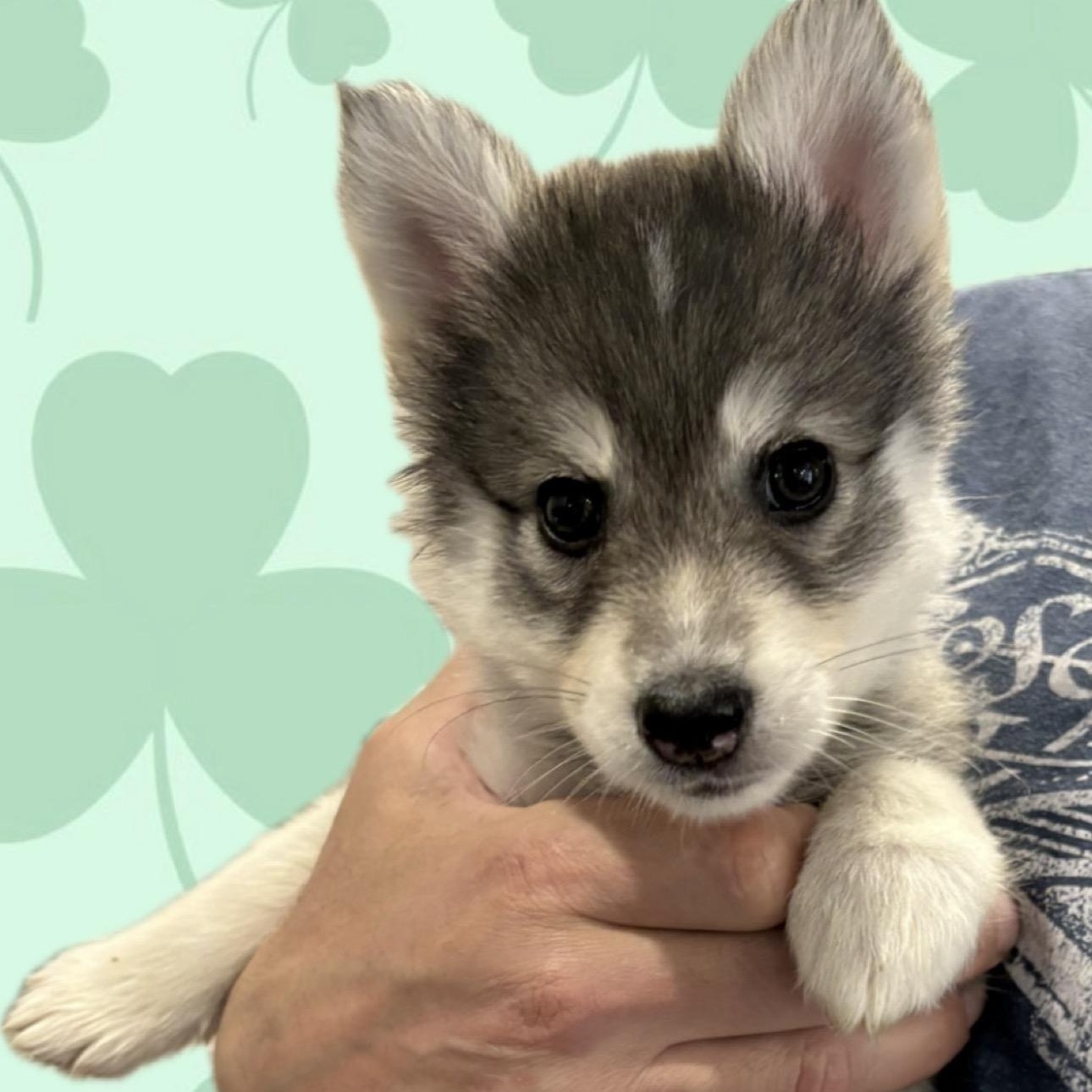 Peppermint , adopted, Puppy Female Pomsky.