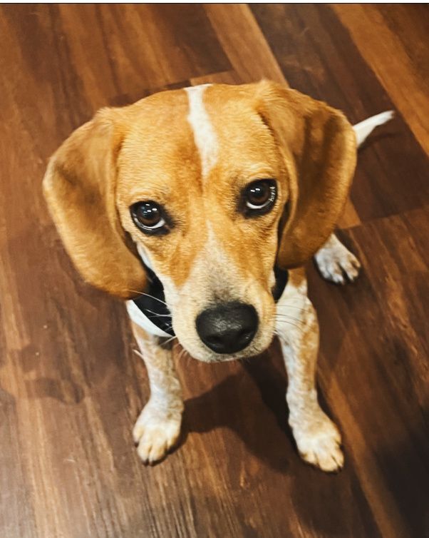 Gracie, Adopted, Puppy Female Beagle.