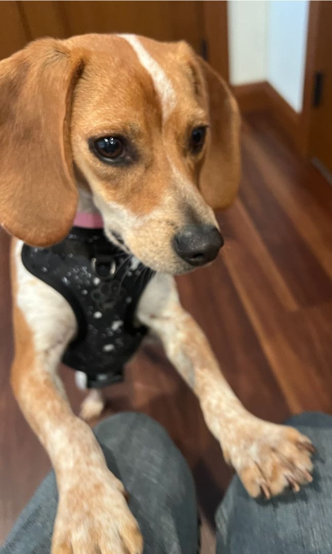 Gracie, Adopted, Puppy Female Beagle.